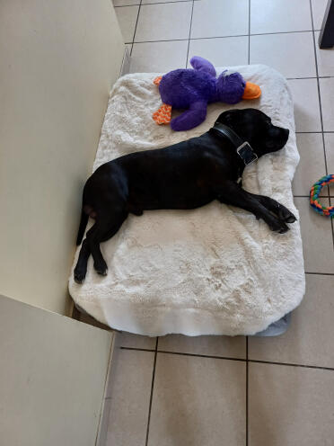 Topology bed with my staffie