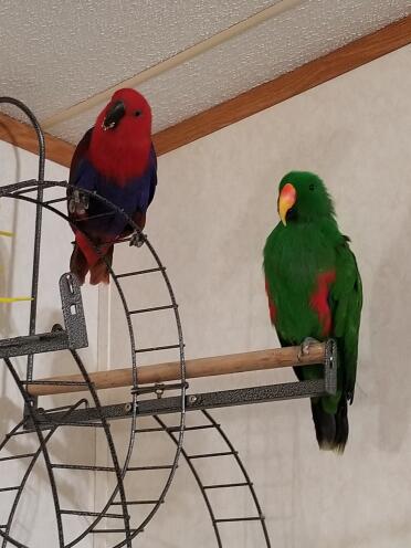 My eclectus duo Luci and Maz