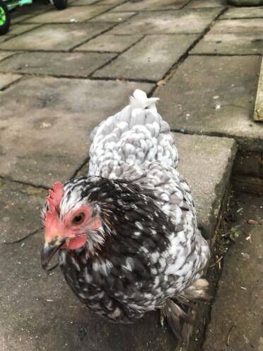 Pekin Bantam