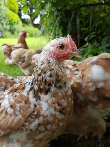 Pekin bantams are such a pretty breed of chickens!