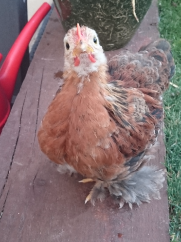 Pekin bantams are such a sweet breed of chickens!