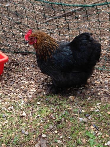 Black pekin hen