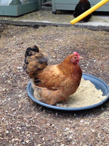 Buff pekin hen