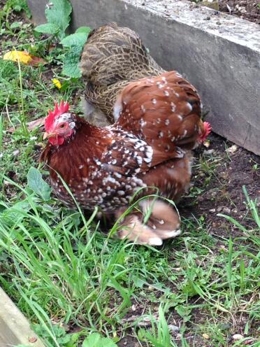 Milliefleur hen