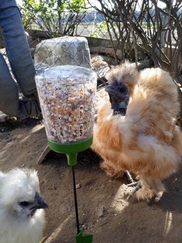 Chickens love snacking on corn!