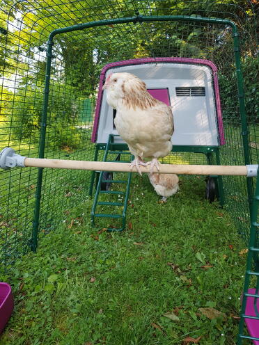 Chicken on Omlet Universal Chicken Perch in Omlet Purple Eglu Cube Large Chicken Coop Run