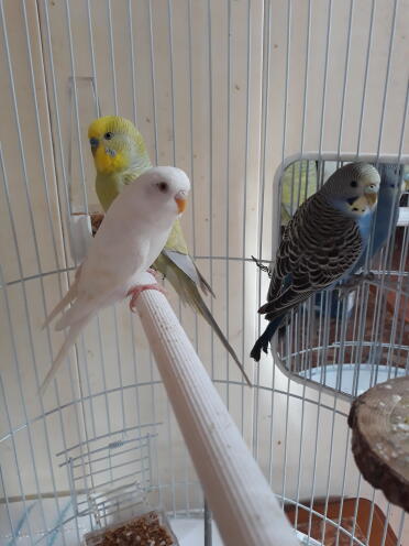 Budgies make great pets!