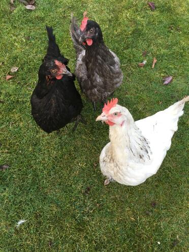 Phoebe, Poppy and Daisy