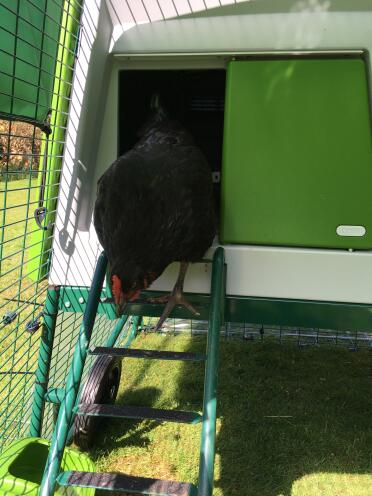 Phoebe skilfully emerging down the ladder after laying her egg :)