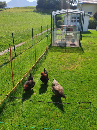 Happy chickens in the countryside