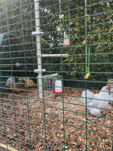 Create a fun space for your chickens using diverse Omlet accessories