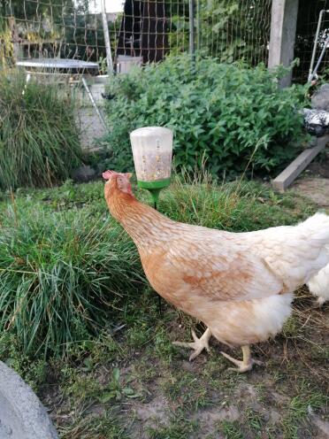 Chickens love to munch on corn!