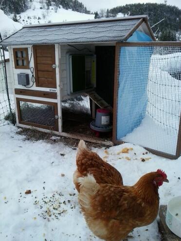 Omlet Automatic Chicken Coop Door Attached to Wooden Chicken Coop