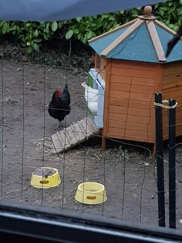 Chickens love having an autodoor!