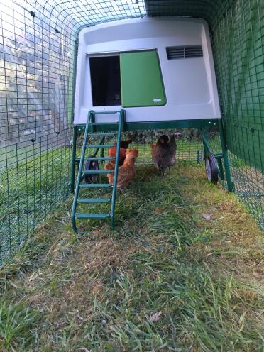 Our hens love the Eglu Cube Chicken Coop
