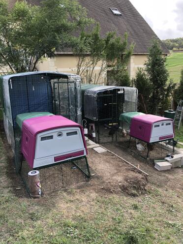 Two Omlet Purple Eglu Cube Large Chicken Coops and Runs Connected to Omlet Walk in Chicken Runs