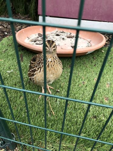 Quails are such lovely pets!