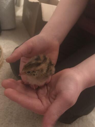 what a sweet little quail!