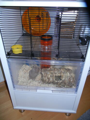 This hamster loves their qute home!