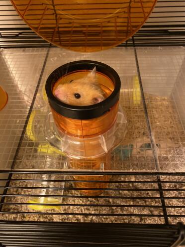 Hamsters quickly get the hang of the tube