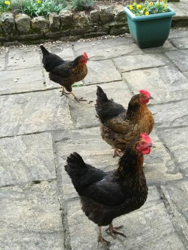 Chickens in garden