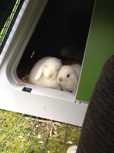 Ricky and Memphis chilling 