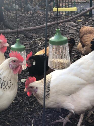 Chickens love corn