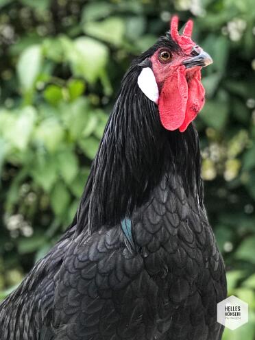 Roosters are such striking animals