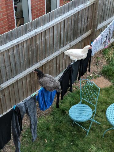 Roosting on the clean washing 