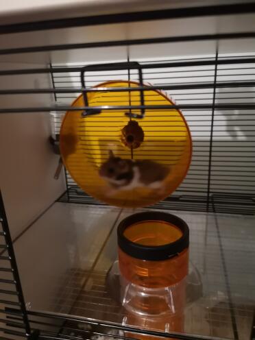 Hamster on the run 