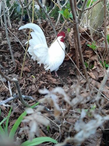 Chicken foraging