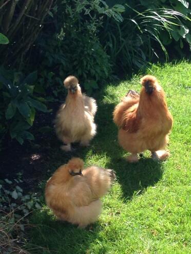 Buff silkies (two hens one rooster)