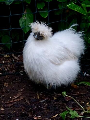 White bantam silkie