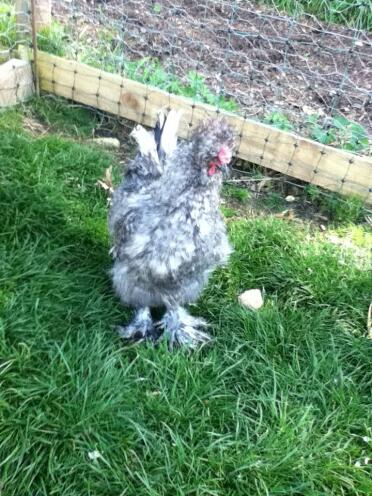 A cuckoo silkie cockerel.