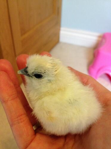 Miniature silkie chick