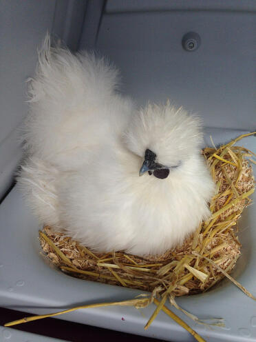 Silkie