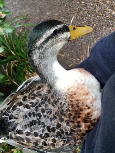 Bumble is such a well behaved duck!