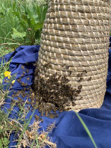 Skep used successfully to collect a large swarm