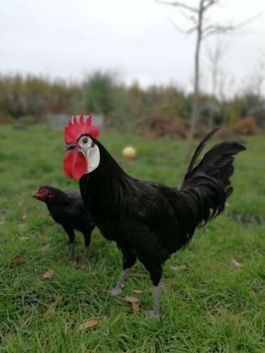 Chickens are such friendly pets!