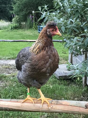 Aggie wearing her green leg ring from Omlet