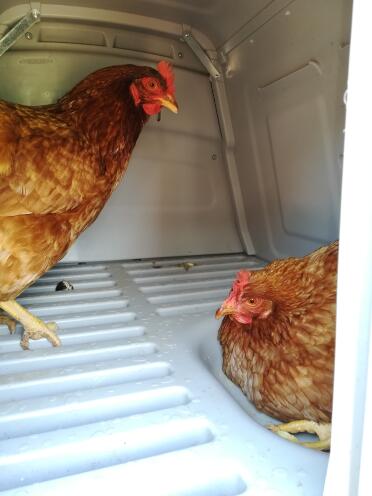 There's space to roam and roost inside this coop!