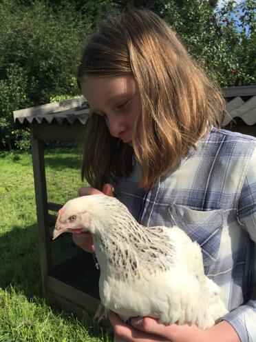 Sussex chickens are so easy to handle!