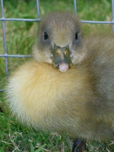 A swedish blue duck - it's really cute!