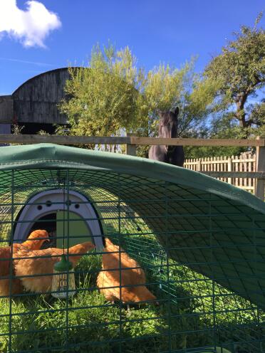 Teddy on chicken watch!