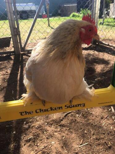 Chickens love the swing