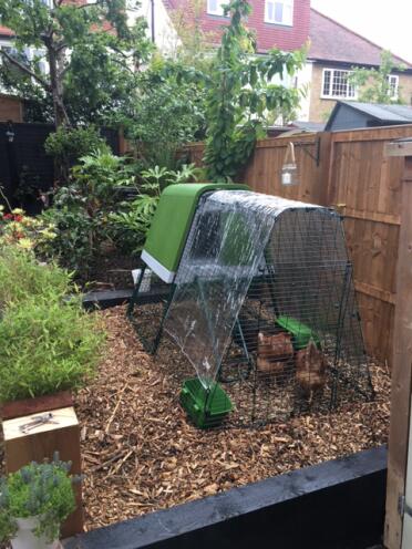 The girls arrive! Loving their new home (and lunch!). 