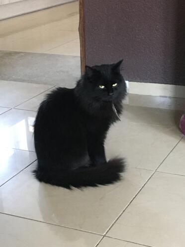 Black Cat