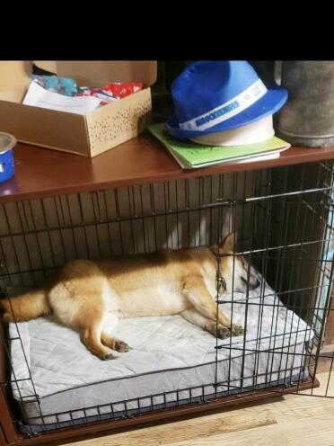 The Topology bed fits perfect in the crate!