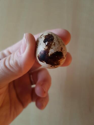 Bird Egg