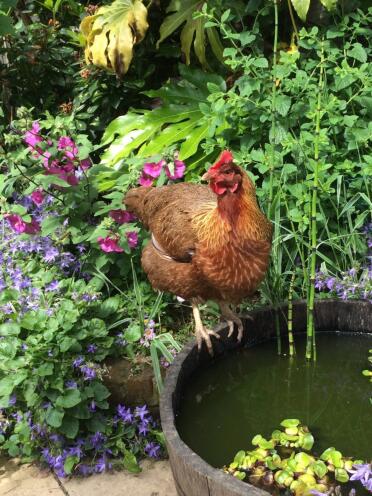 Queen bea @ the barrel pond